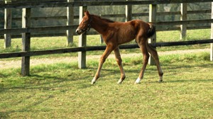 2012 Ballet Ballon filly by Oasis Dream